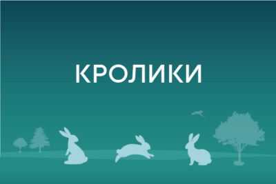 Кролики