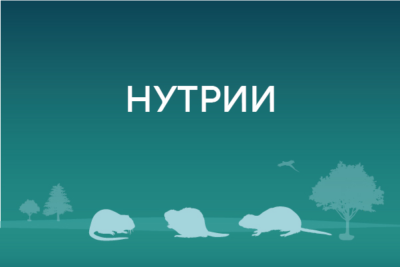 Нутрии